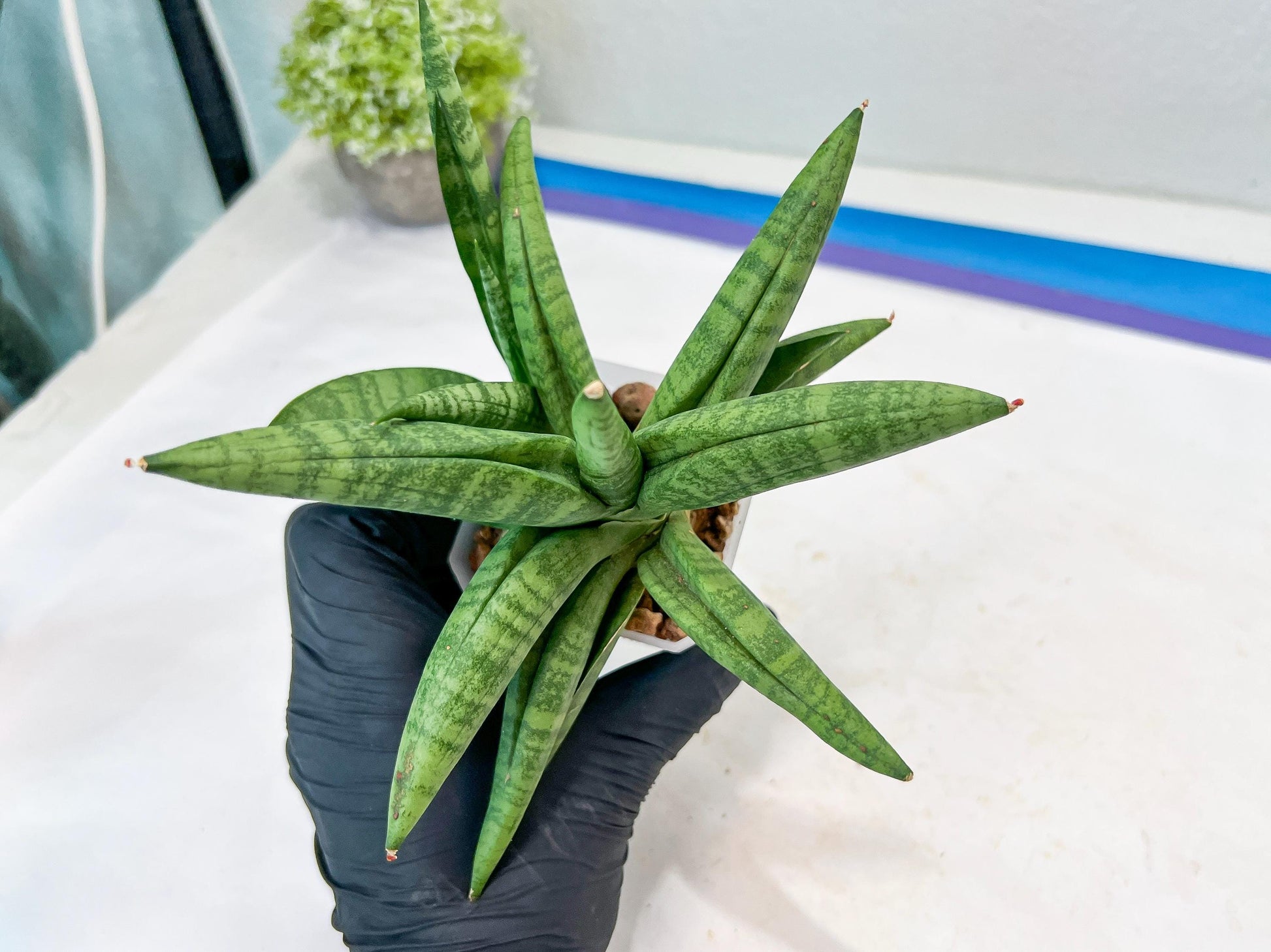 Sansevieria Fighter/Ch17023 (#AC12) | Imported Snake Plants
