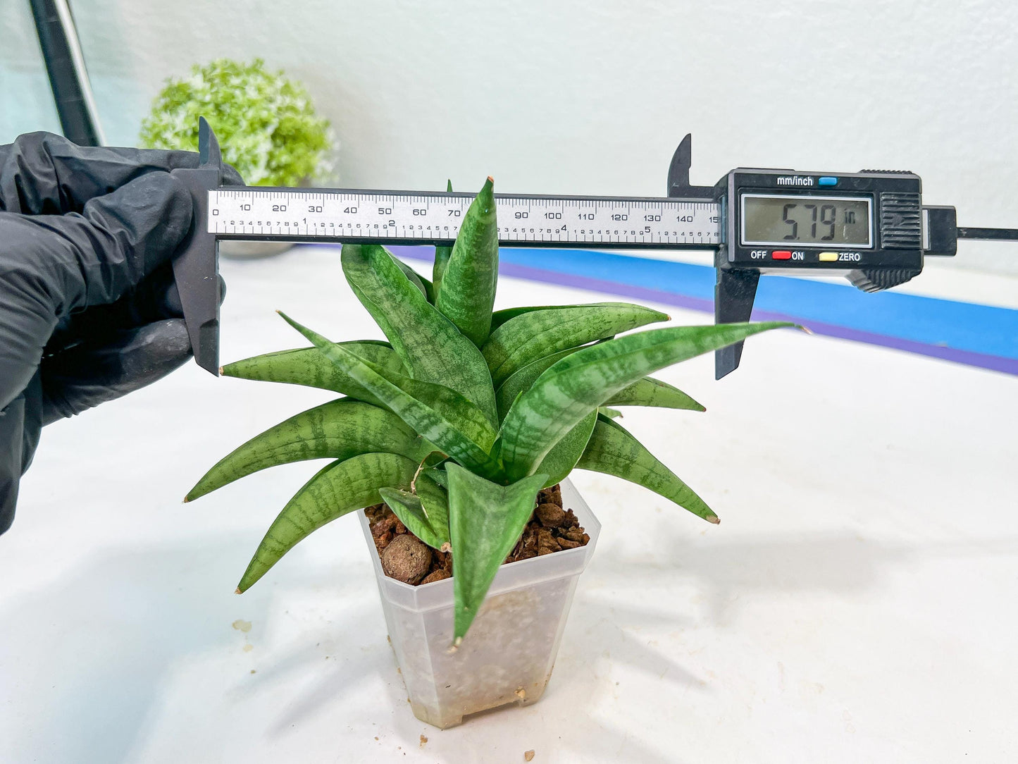 Sansevieria Fighter/Ch17023 (#AC12) | Imported Snake Plants