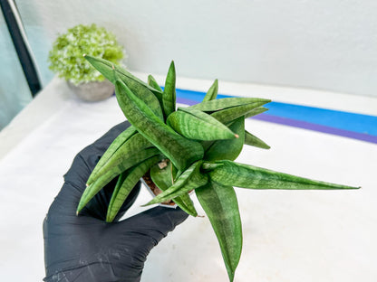 Sansevieria Fighter/Ch17023 (#AC12) | Imported Snake Plants