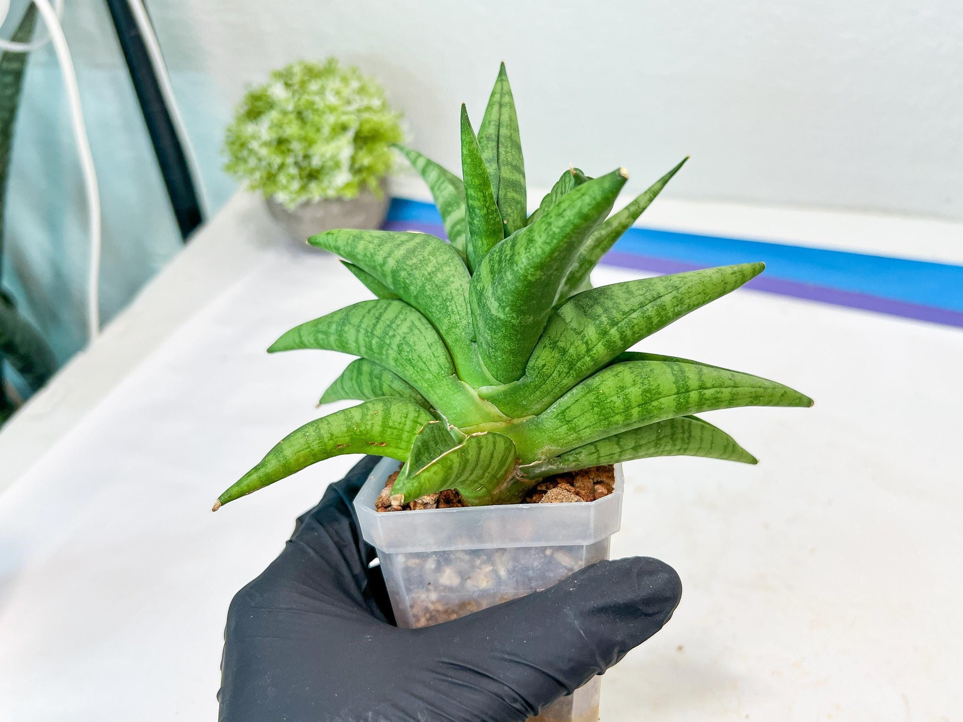 Sansevieria Fighter/Ch17023 (#AC12) | Imported Snake Plants