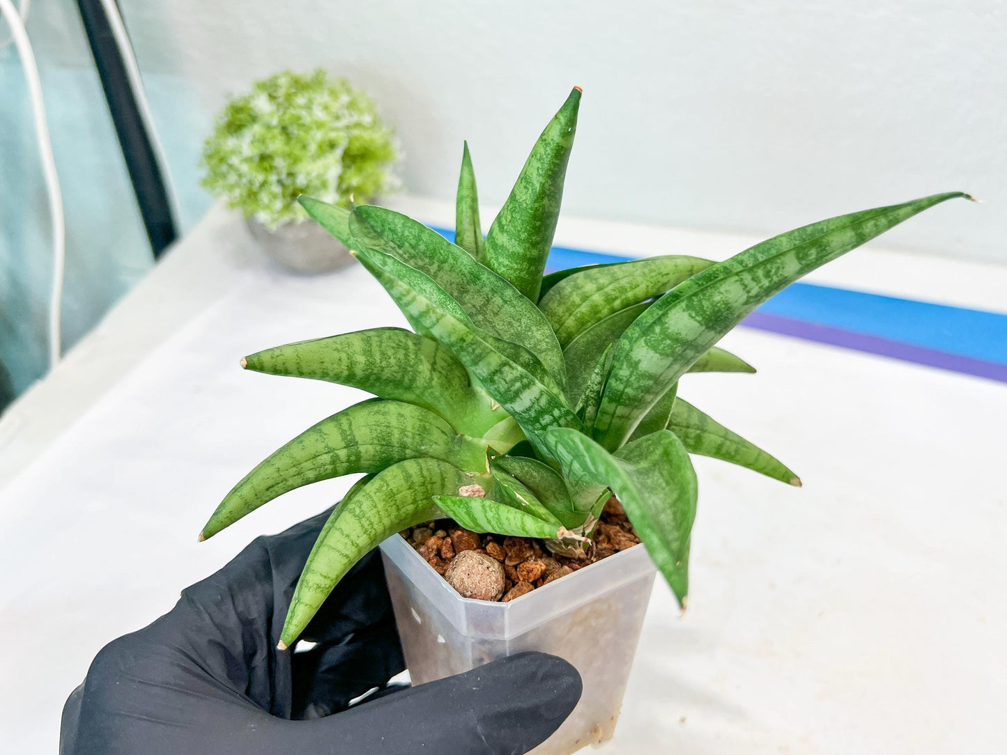 Sansevieria Fighter/Ch17023 (#AC12) | Imported Snake Plants