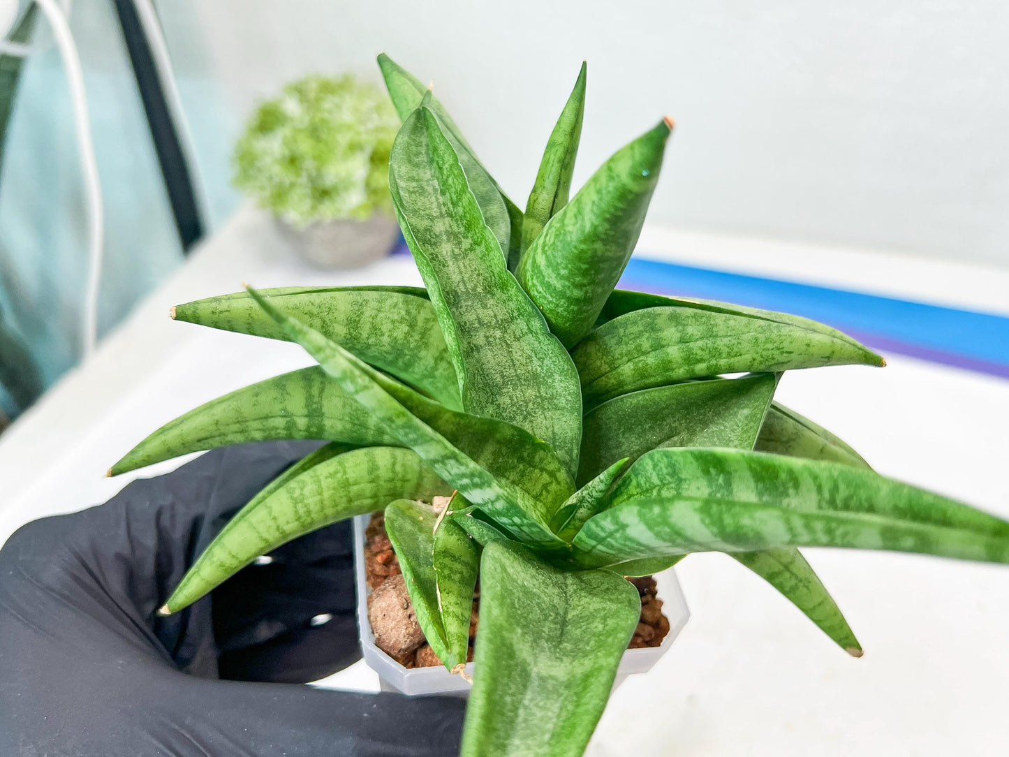Sansevieria Fighter/Ch17023 (#AC12) | Imported Snake Plants