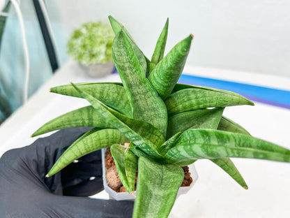 Sansevieria Fighter/Ch17023 (#AC12) | Imported Snake Plants