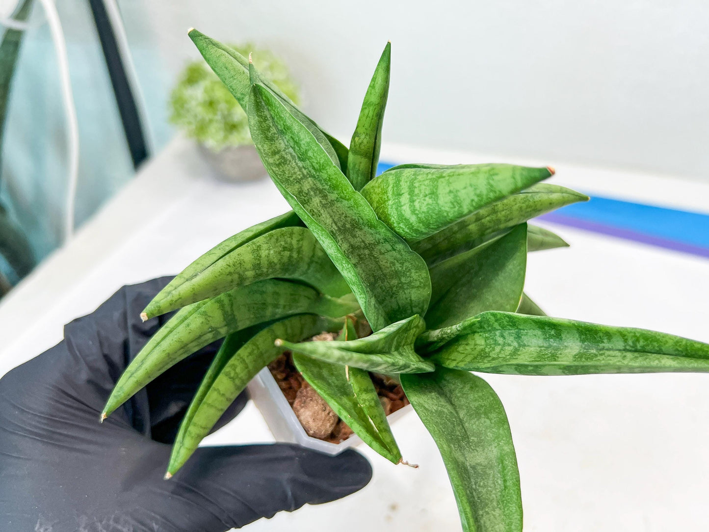 Sansevieria Fighter/Ch17023 (#AC12) | Imported Snake Plants