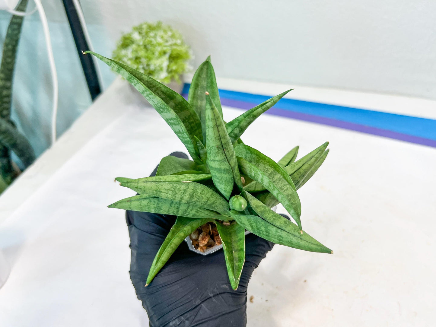 Sansevieria Fighter/Ch17023 (#AC12) | Imported Snake Plants