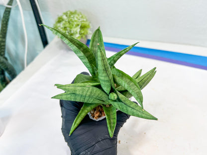 Sansevieria Fighter/Ch17023 (#AC12) | Imported Snake Plants