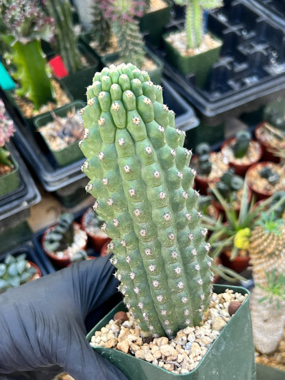 Trichocereus harrissima aka Trichocereus brevispinulosus | Imported
