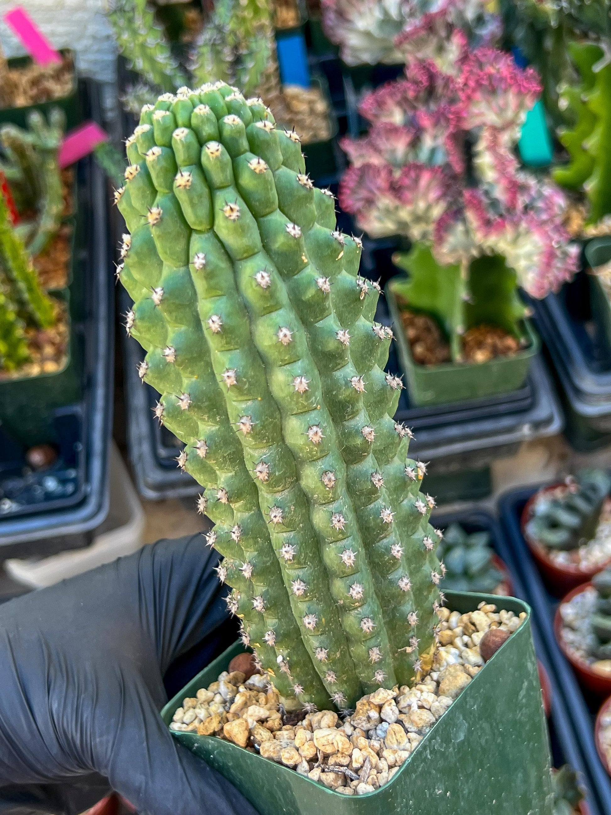 Trichocereus harrissima aka Trichocereus brevispinulosus | Imported