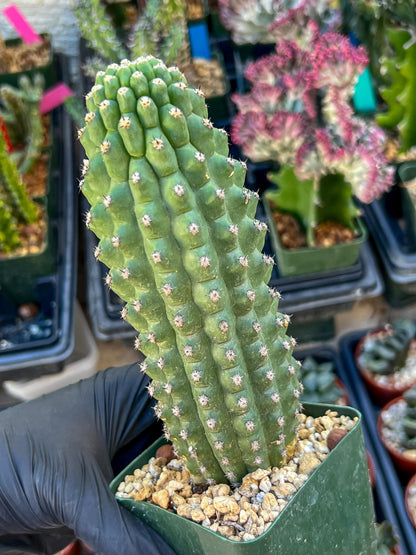 Trichocereus harrissima aka Trichocereus brevispinulosus | Imported
