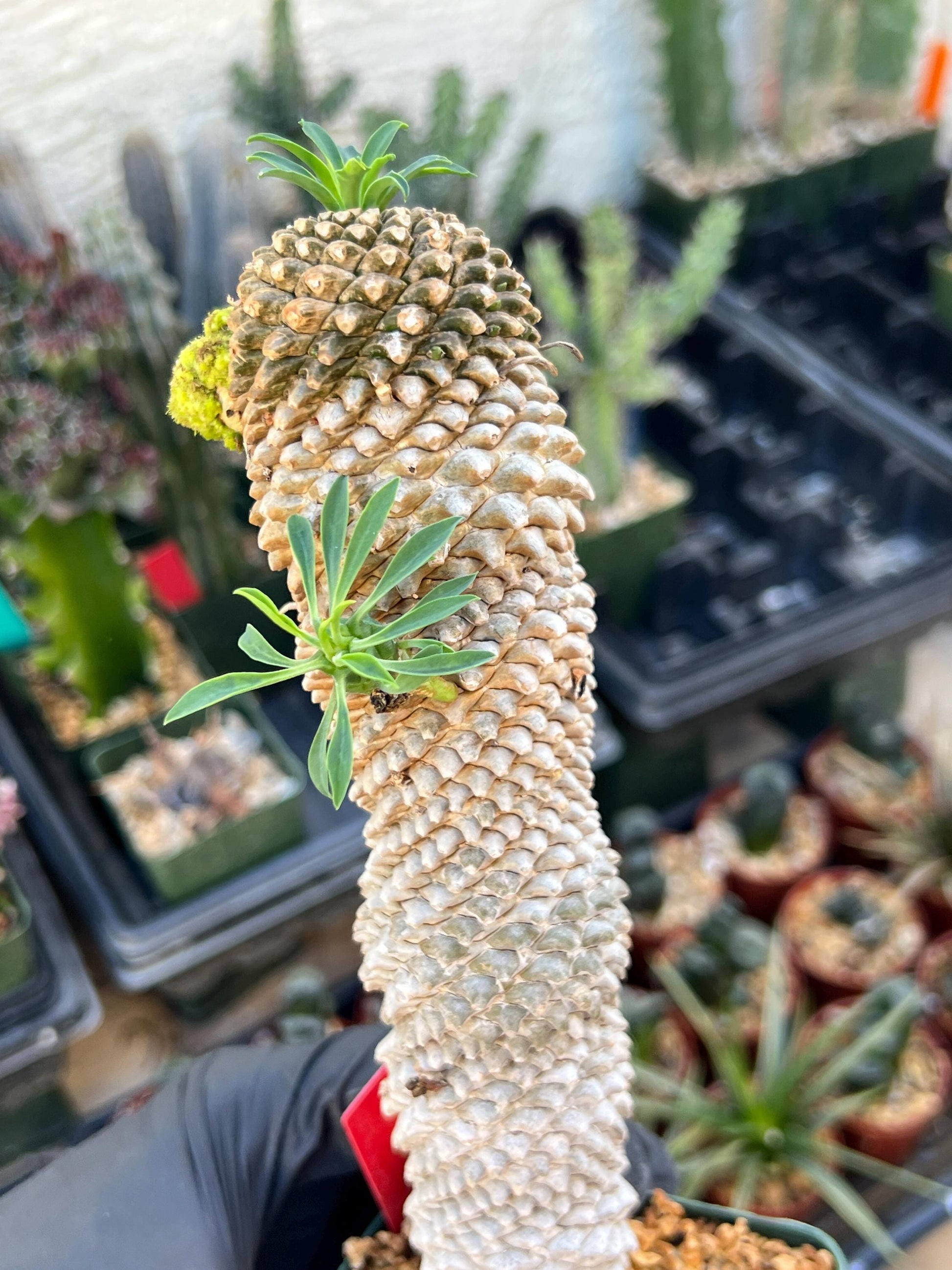 Euphorb Kaimagyoku or Hypogaea | Imported Plants