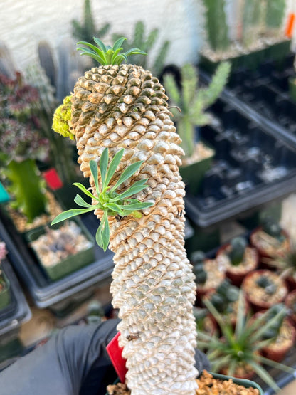 Euphorb Kaimagyoku or Hypogaea | Imported Plants