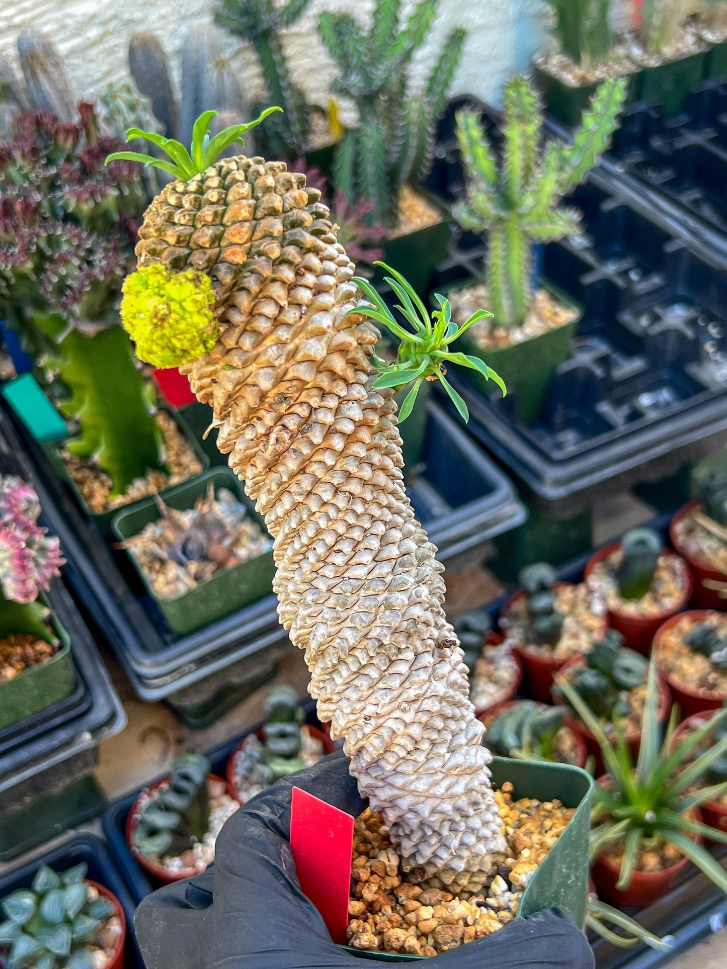 Euphorb Kaimagyoku or Hypogaea | Imported Plants