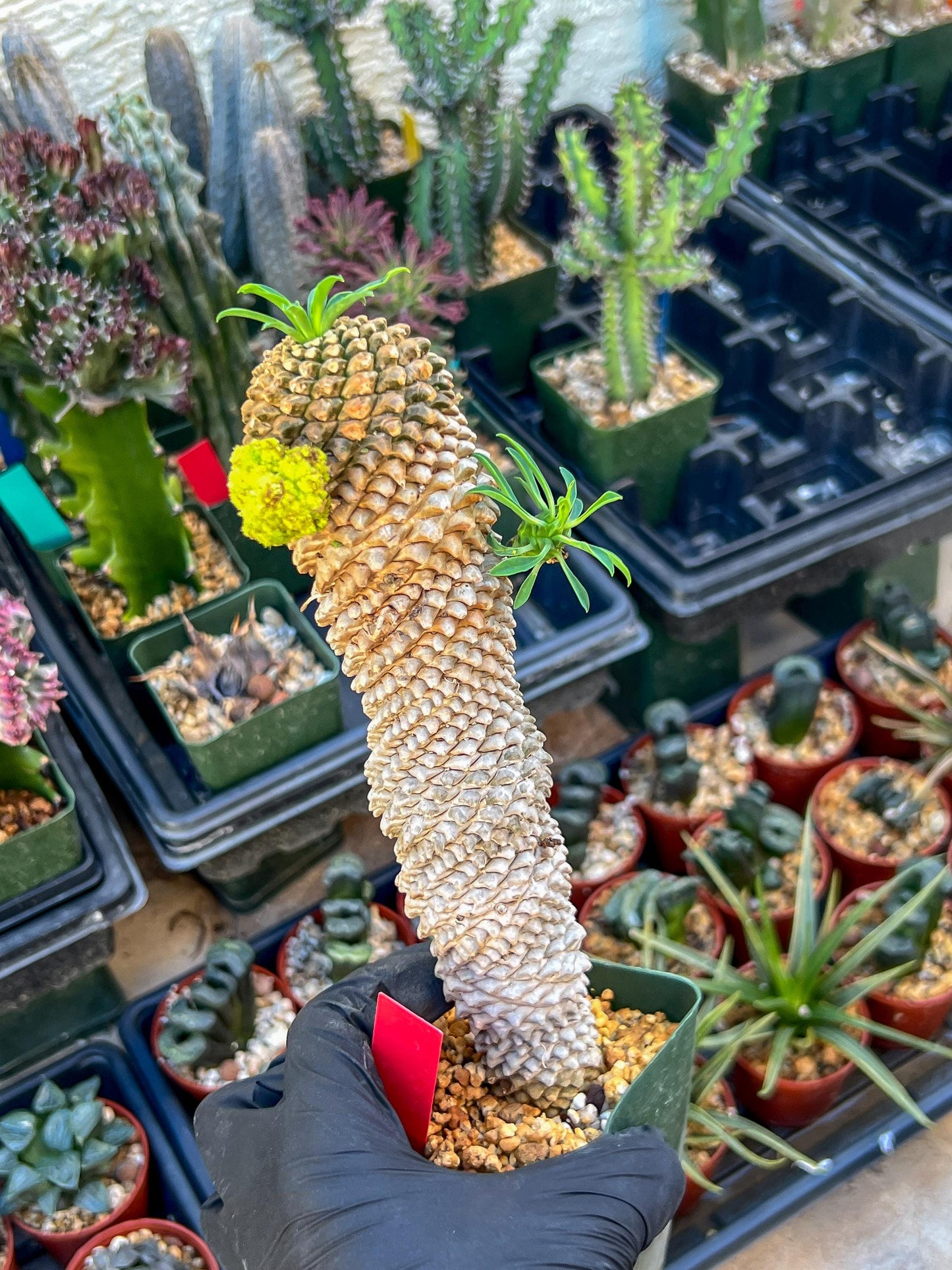 Euphorb Kaimagyoku or Hypogaea | Imported Plants