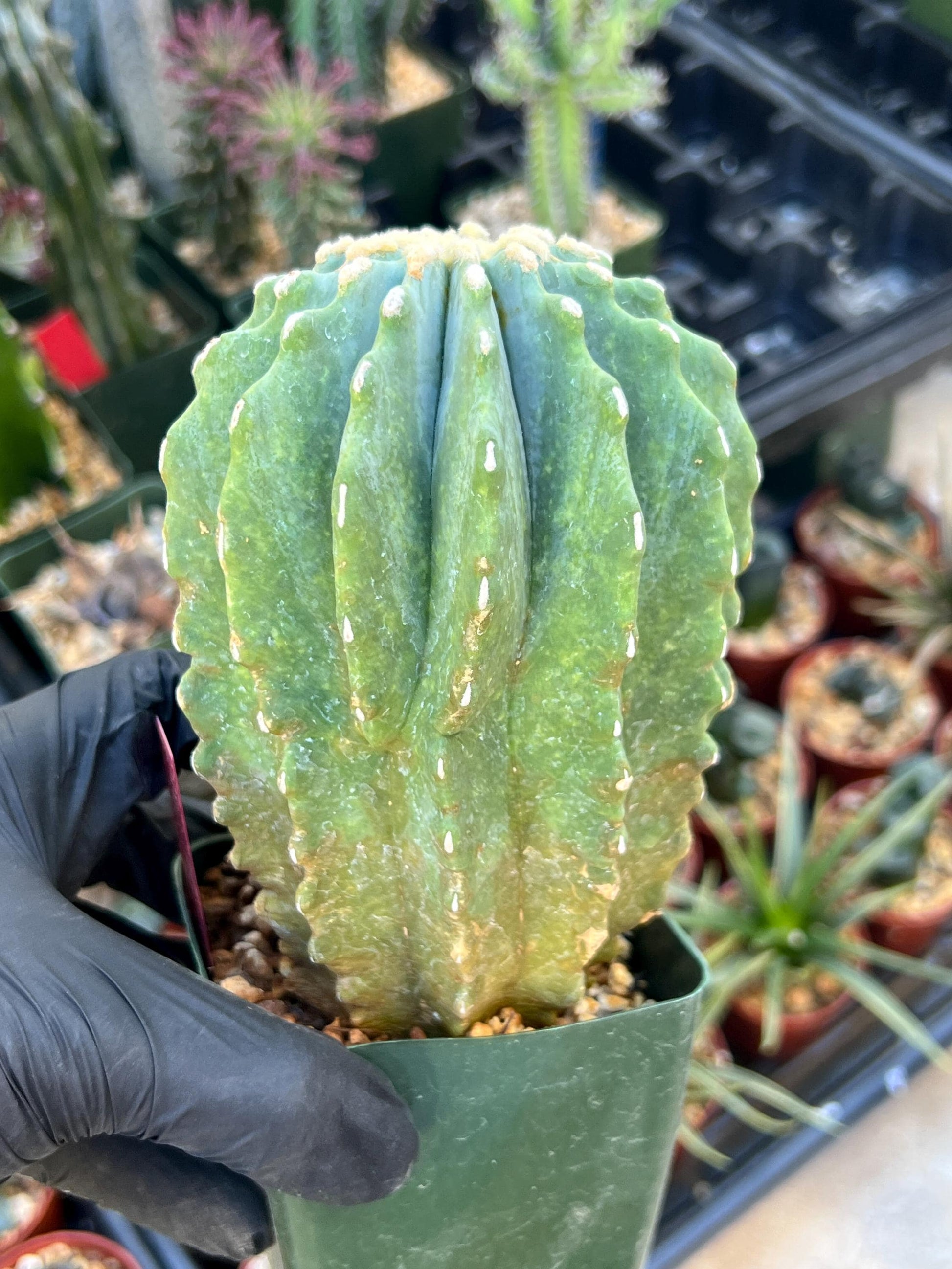 Ferocactus glaucescens inermis | Imported Plants