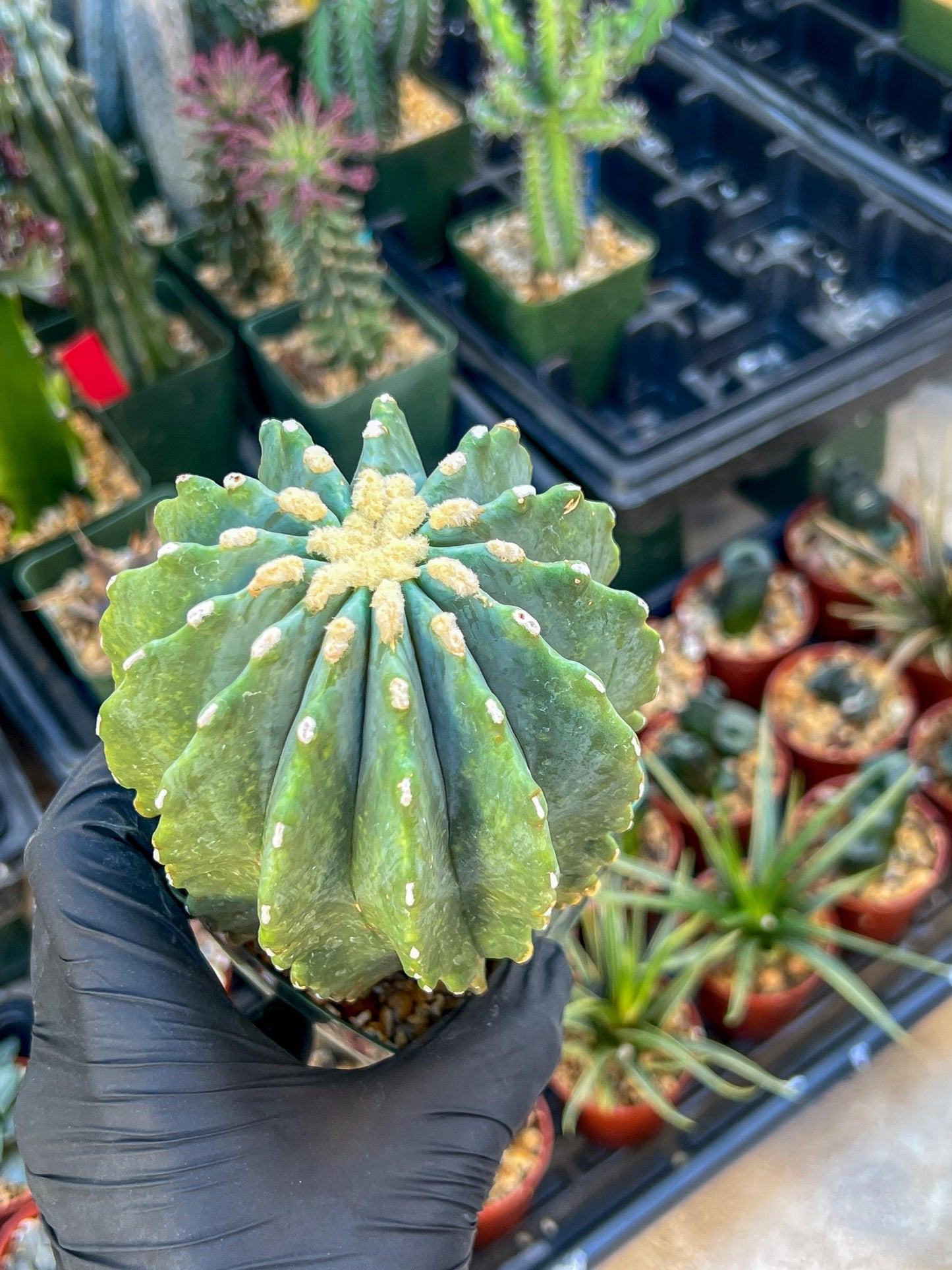 Ferocactus glaucescens inermis | Imported Plants