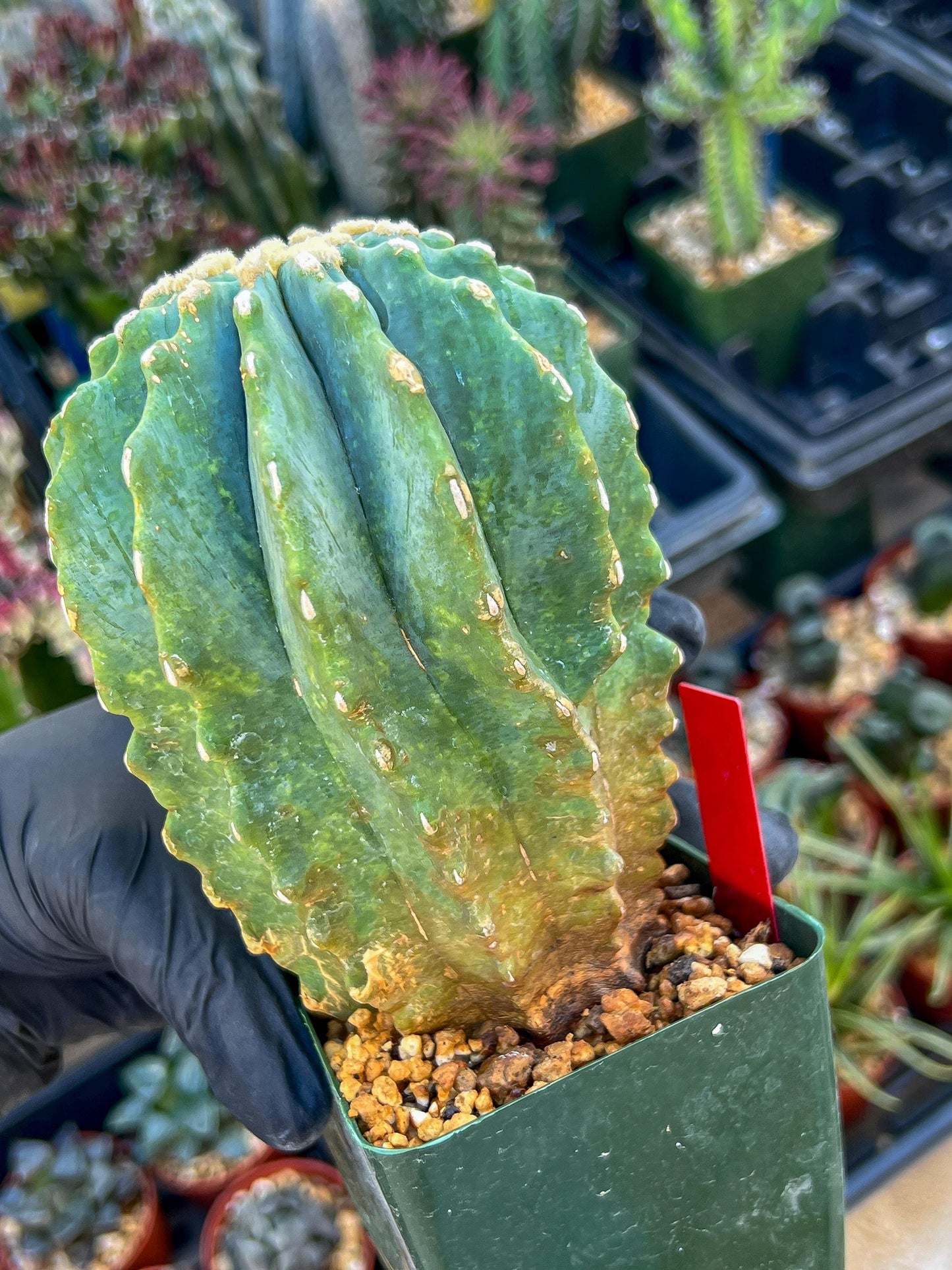 Ferocactus glaucescens inermis | Imported Plants