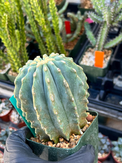 Ferocactus glaucescens inermis (Green) | Imported Plants