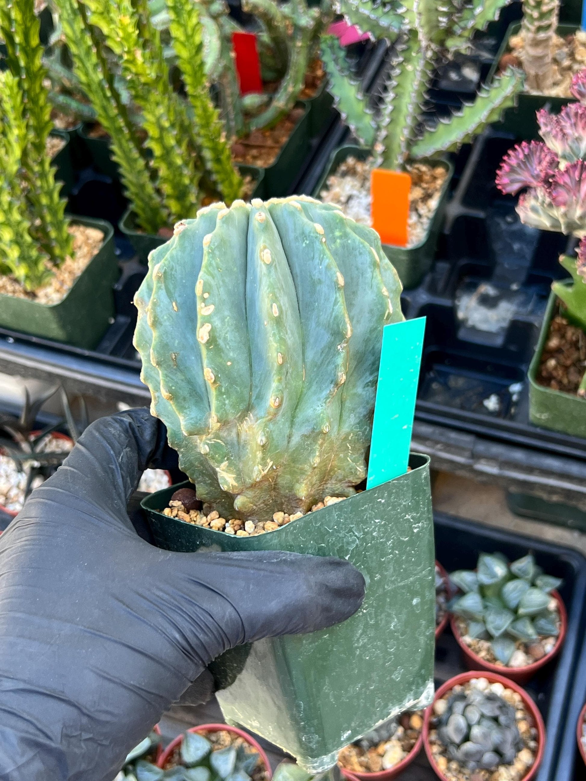 Ferocactus glaucescens inermis (Green) | Imported Plants