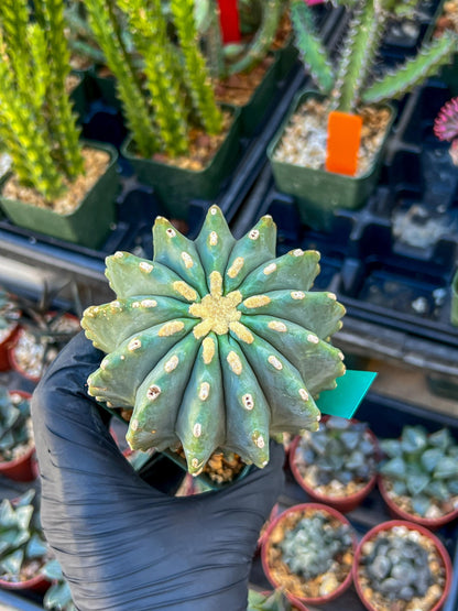 Ferocactus glaucescens inermis (Green) | Imported Plants