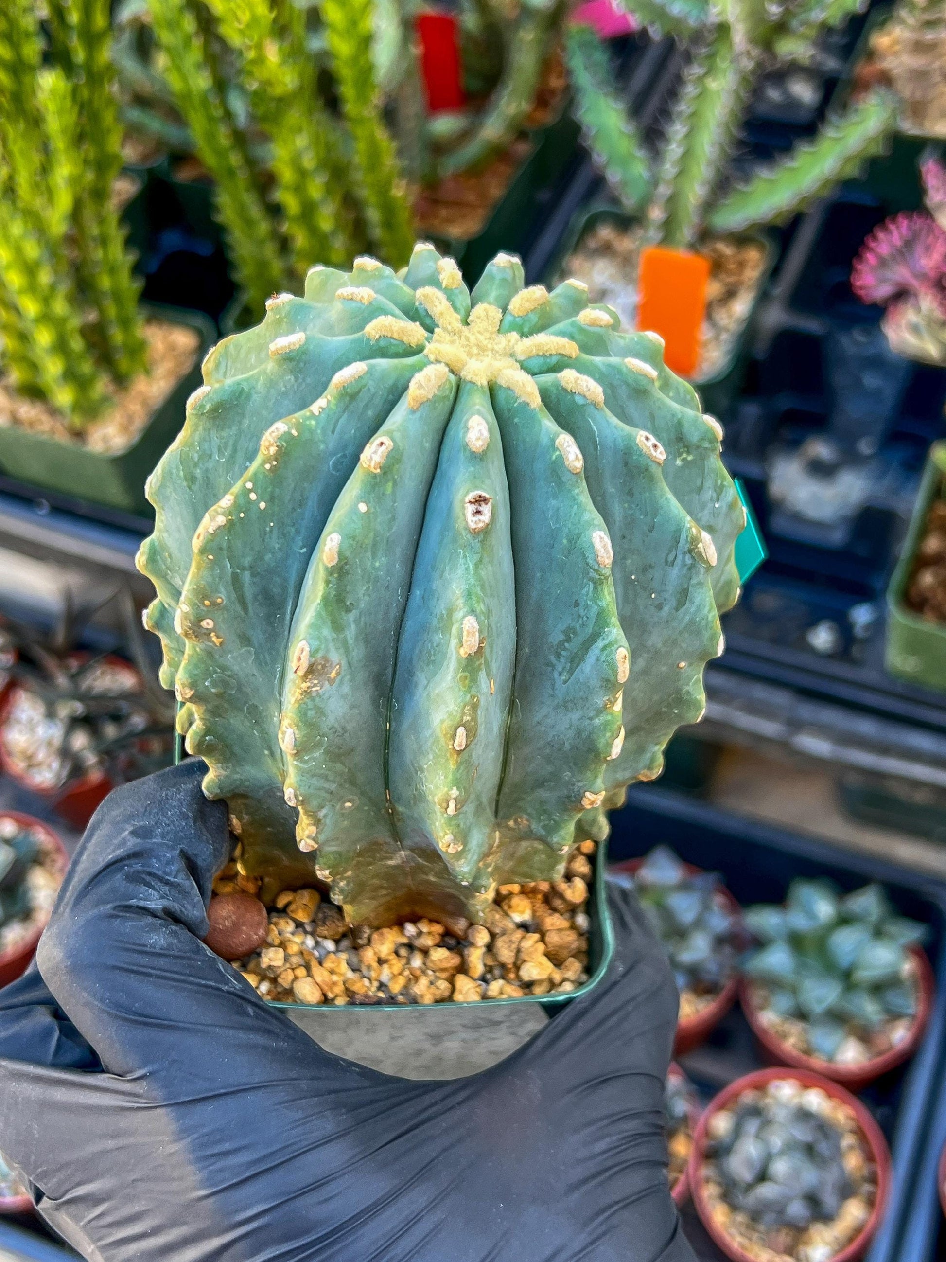 Ferocactus glaucescens inermis (Green) | Imported Plants