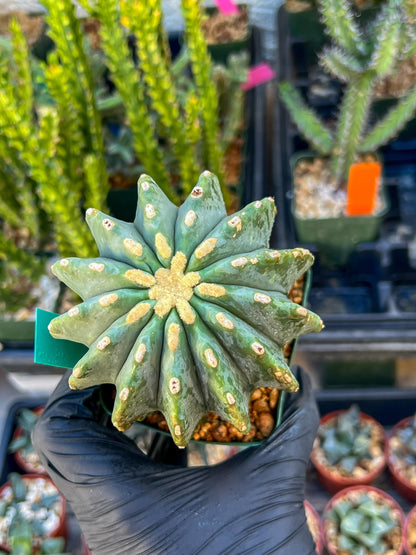 Ferocactus glaucescens inermis (Green) | Imported Plants