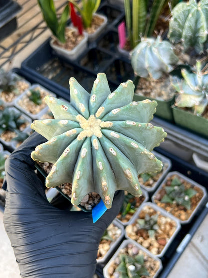 Ferocactus glaucescens inermis (Blue) | Imported Plants