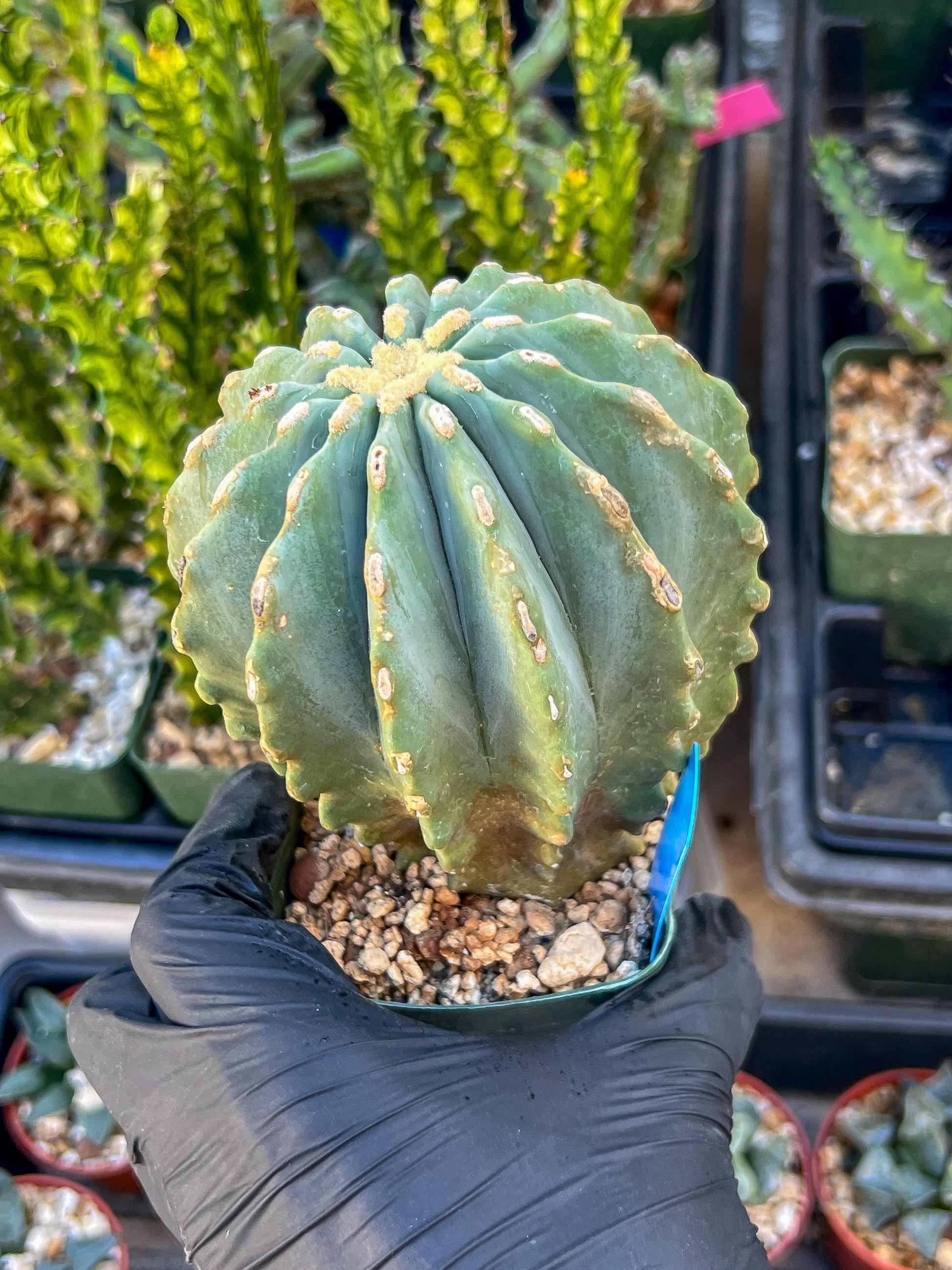 Ferocactus glaucescens inermis (Blue) | Imported Plants