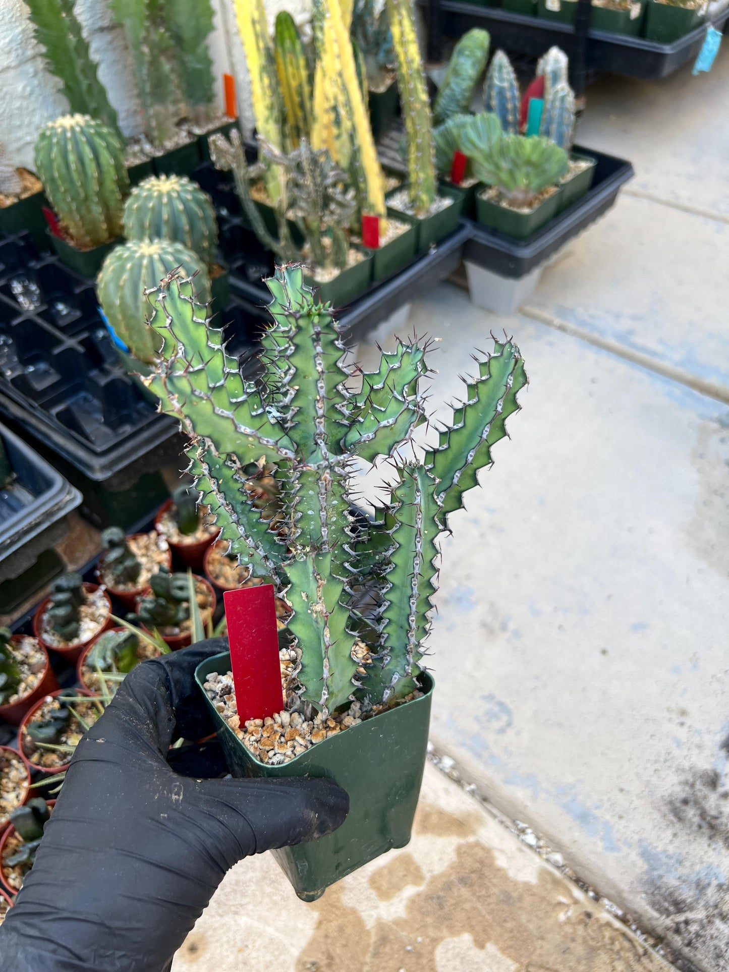 Euphorb petraea Carter (Red) | 4" Pots