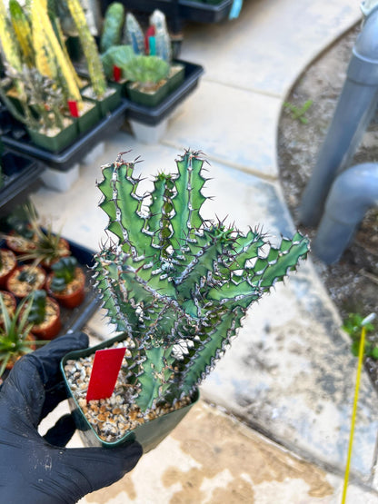 Euphorb petraea Carter (Red) | 4" Pots