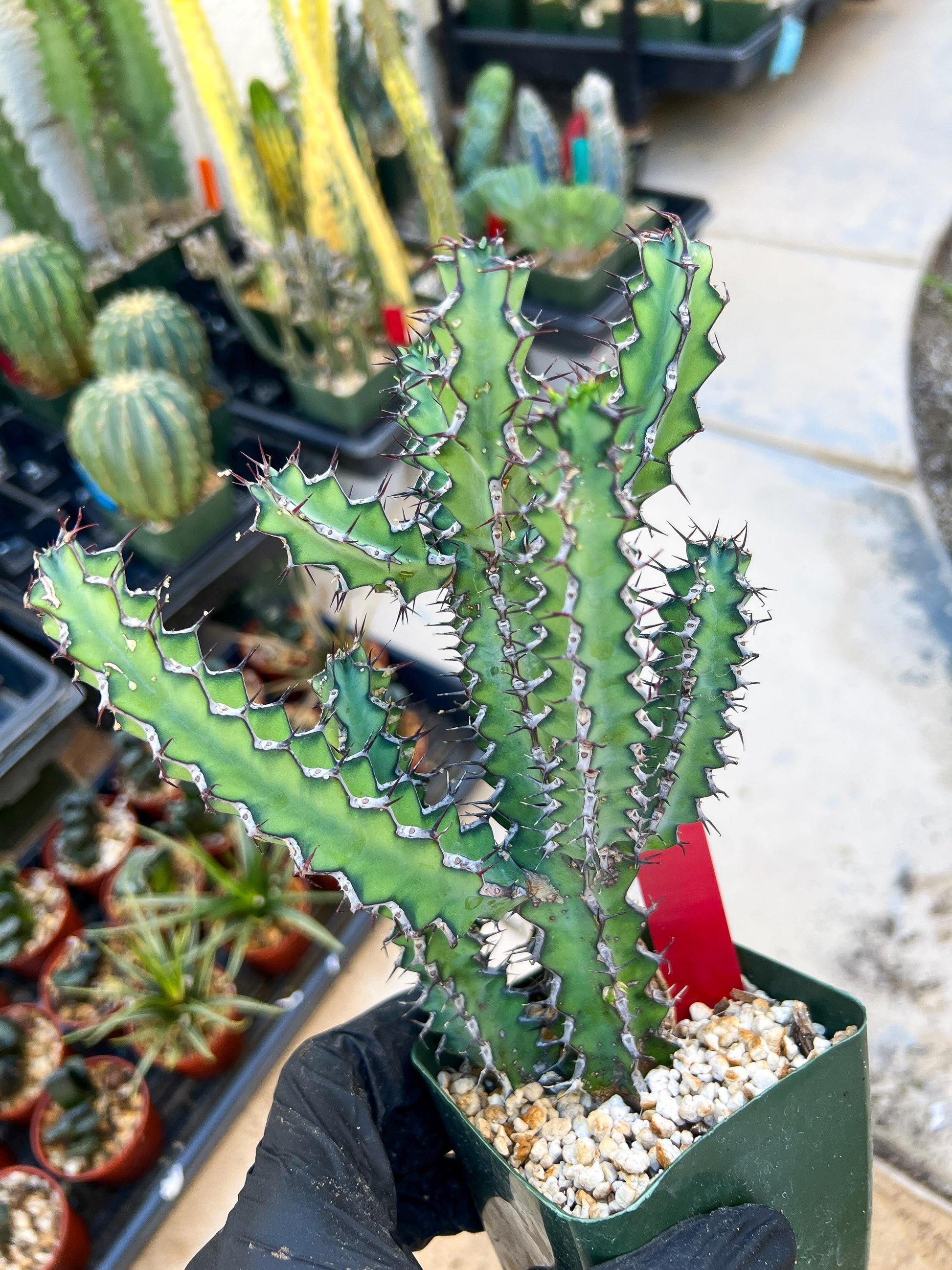 Euphorb petraea Carter (Red) | 4" Pots