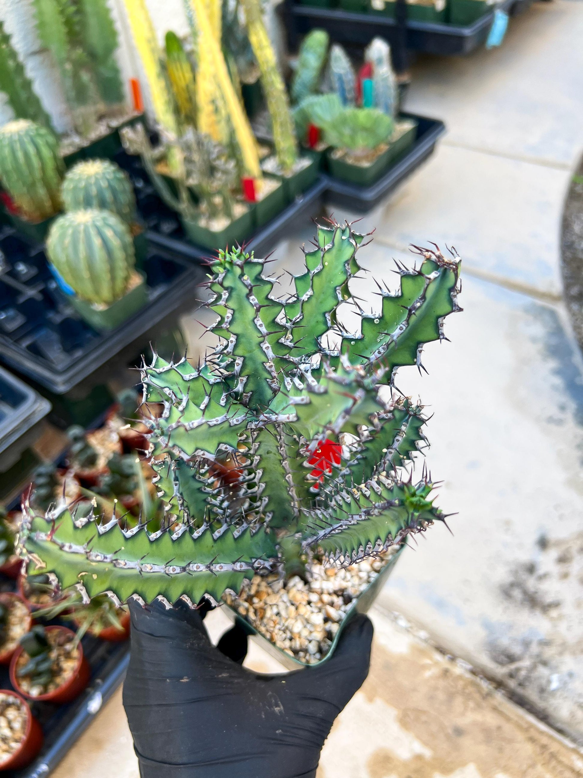 Euphorb petraea Carter (Red) | 4" Pots