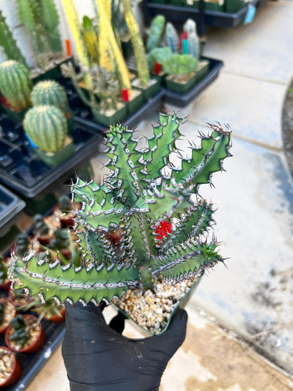 Euphorb petraea Carter (Red) | 4" Pots