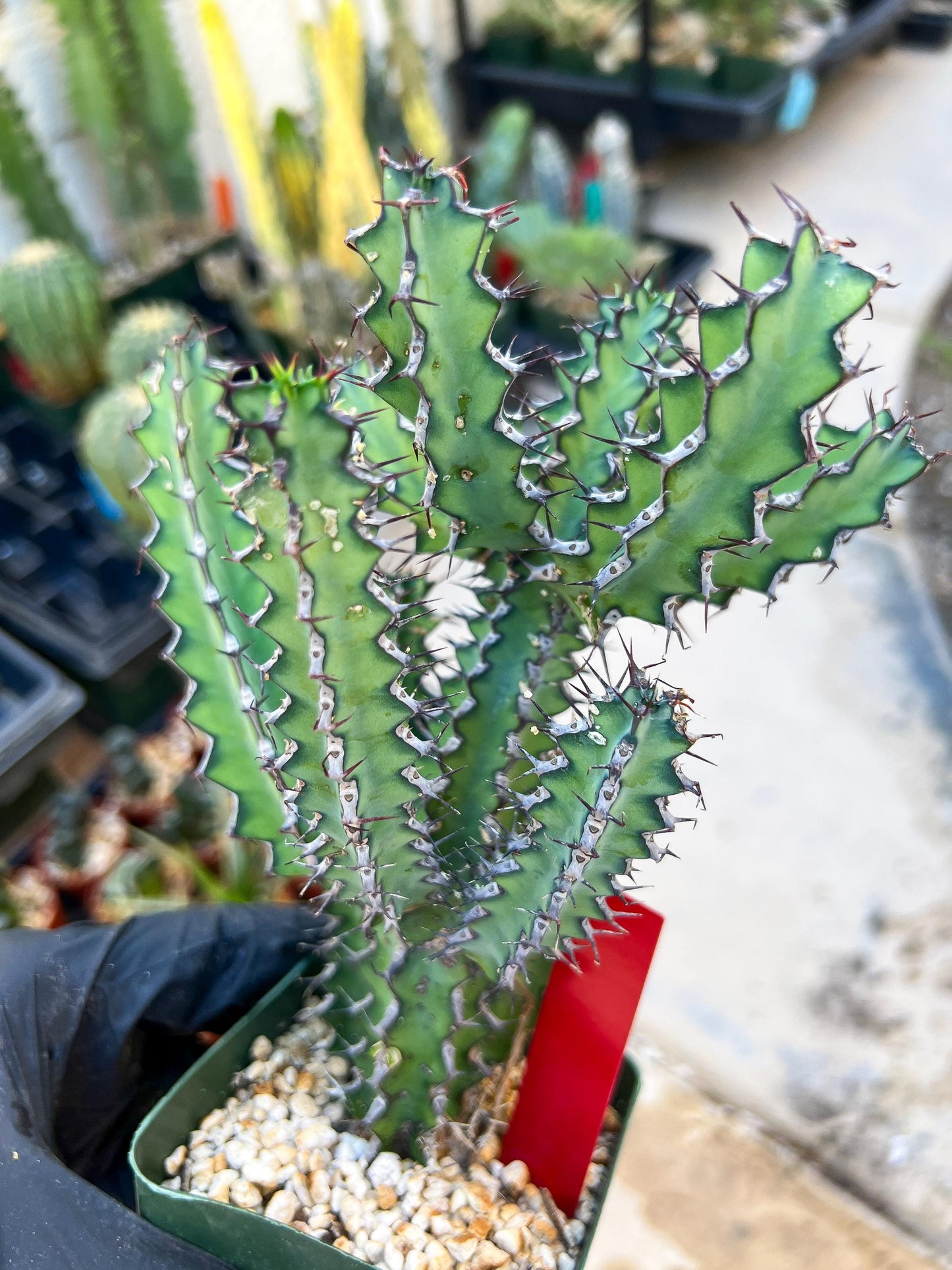 Euphorb petraea Carter (Red) | 4" Pots