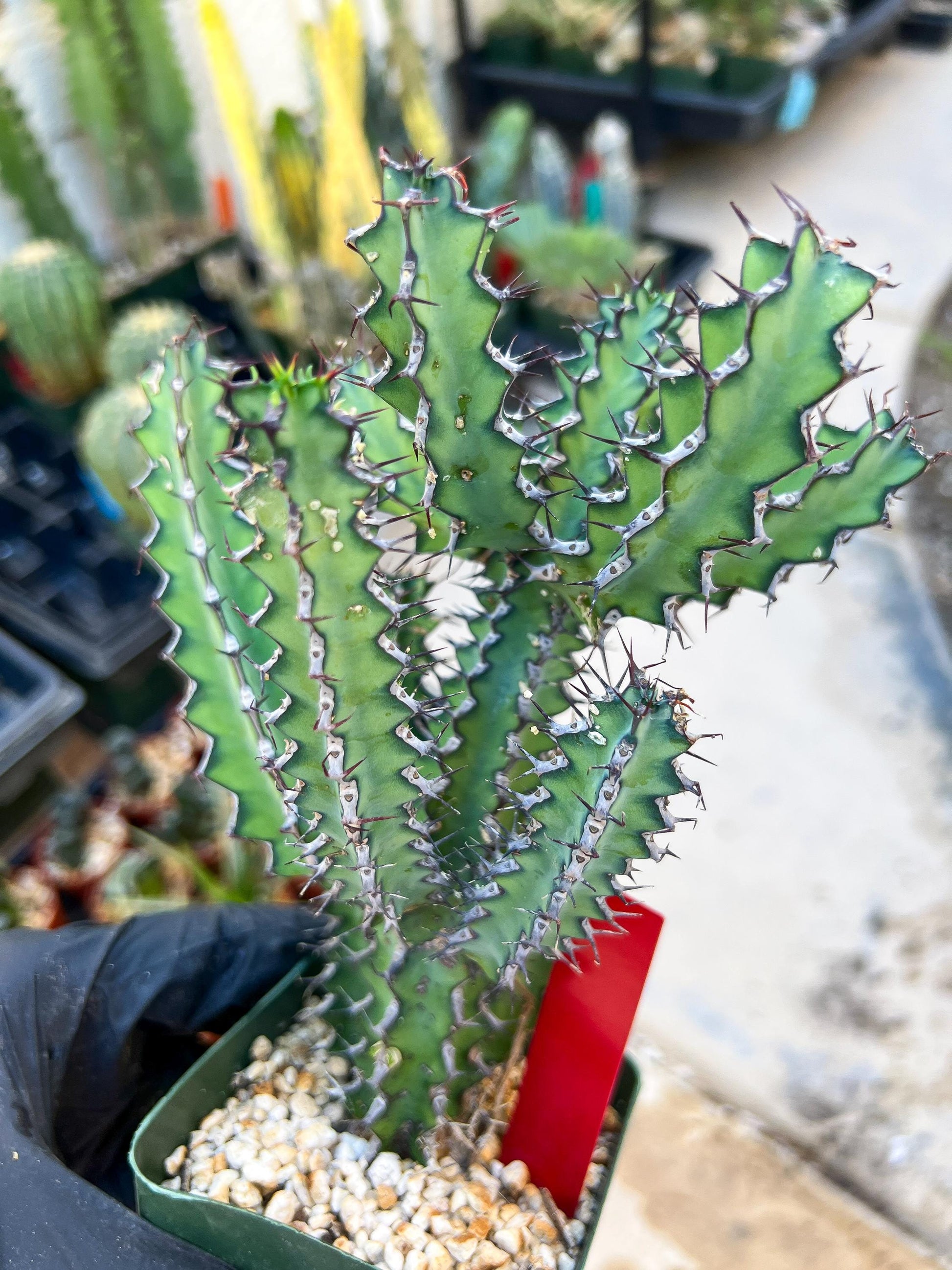 Euphorb petraea Carter (Red) | 4" Pots