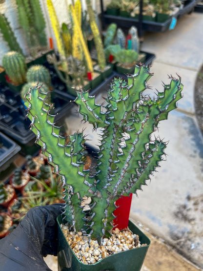 Euphorb petraea Carter (Red) | 4" Pots