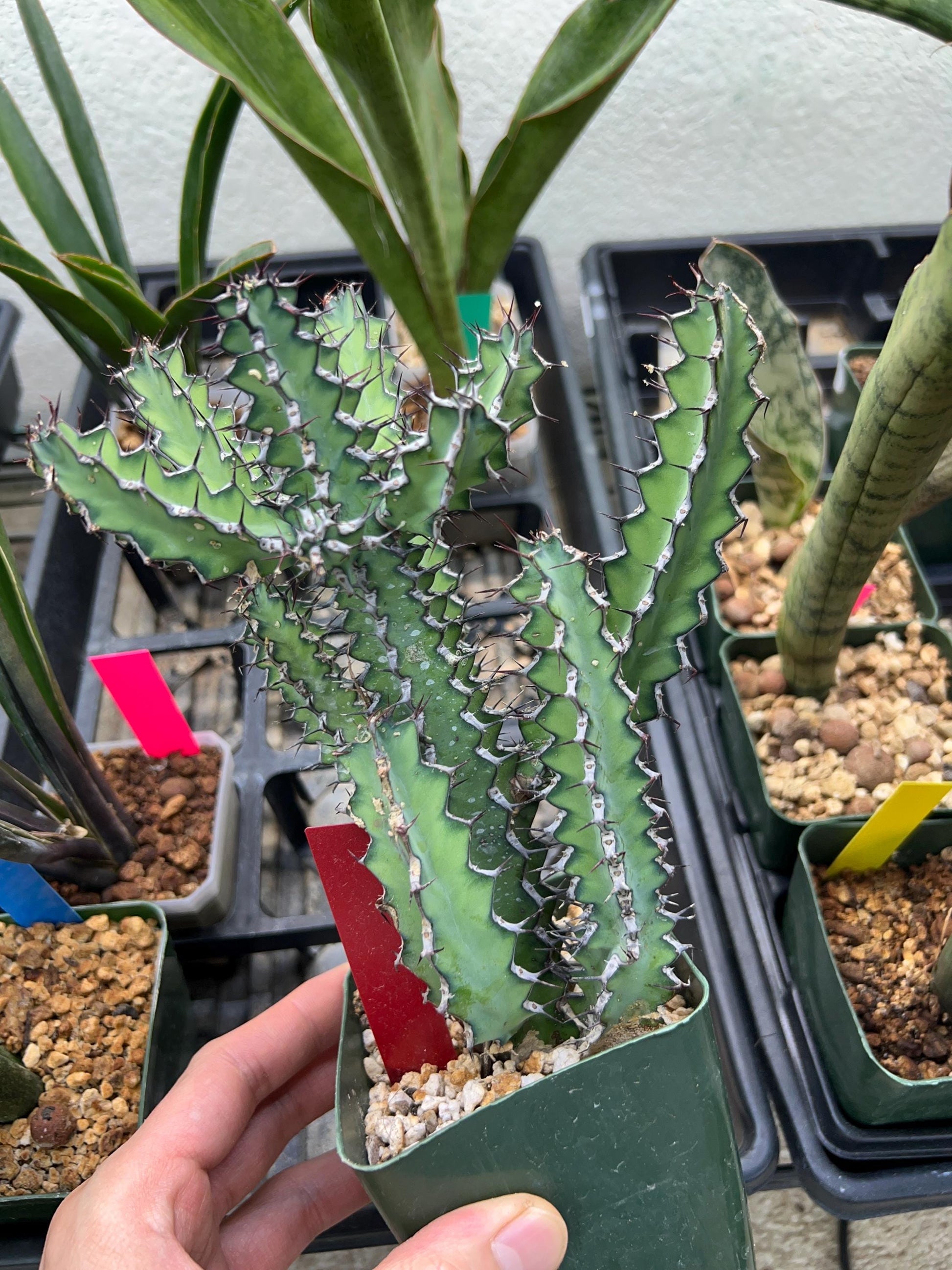 Euphorb petraea Carter (Red) | 4" Pots