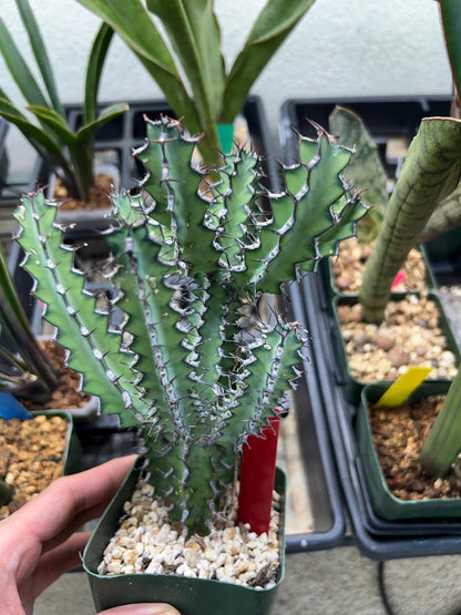 Euphorb petraea Carter (Red) | 4" Pots