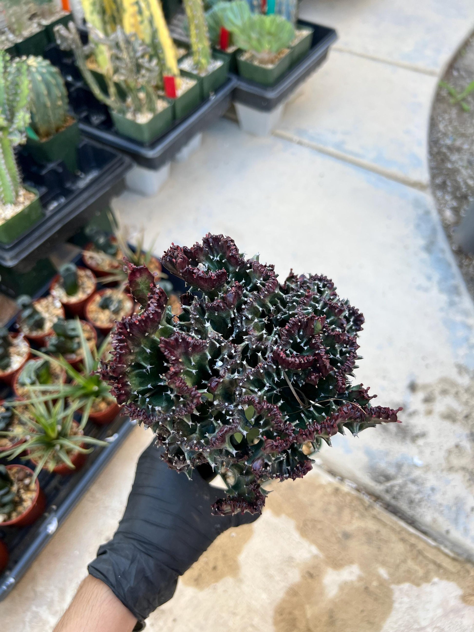 Lactea Crested Grafted Purple/Green | Imported | Mermaid Fin Plant