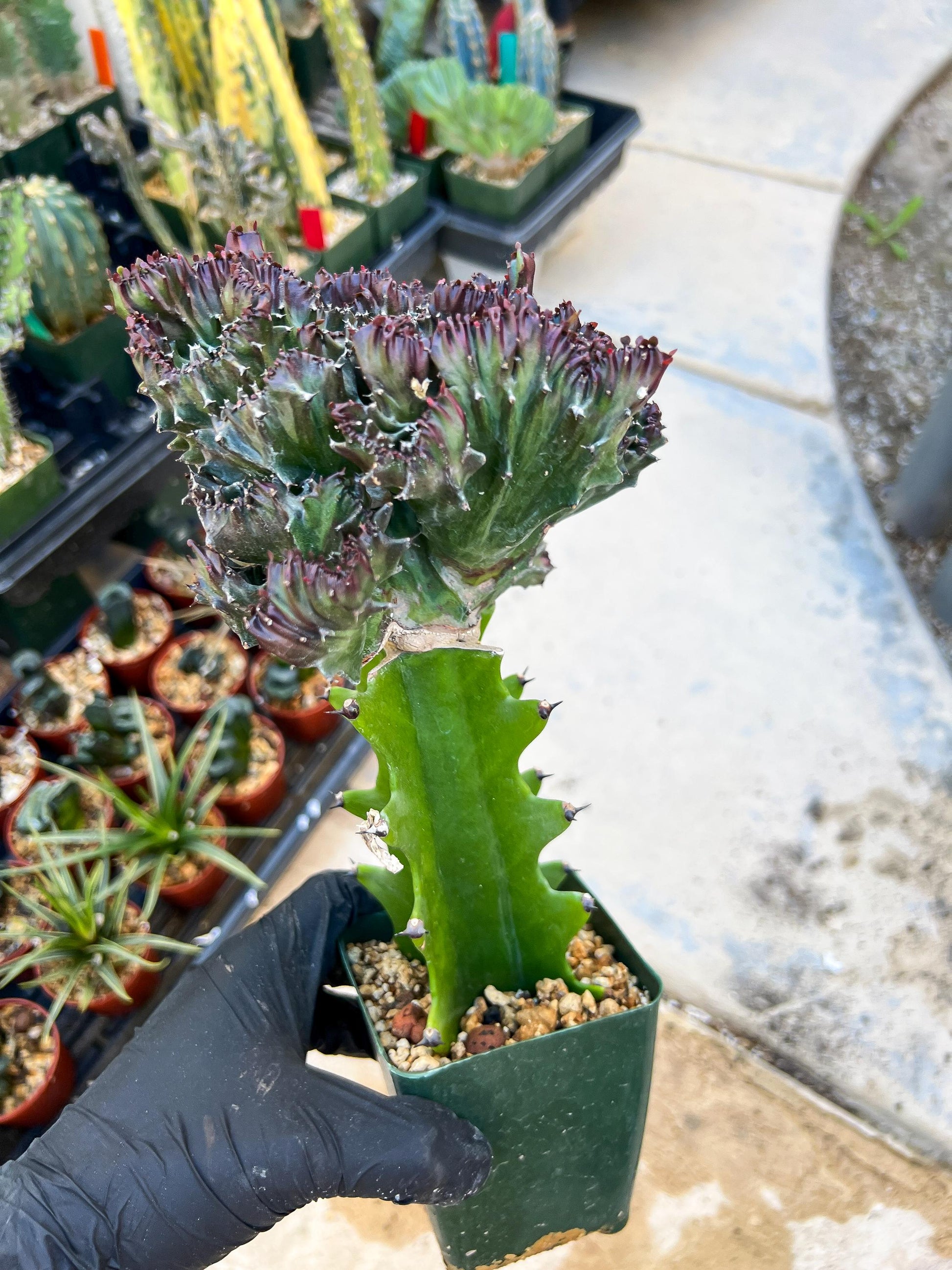 Lactea Crested Grafted Purple/Green | Imported | Mermaid Fin Plant