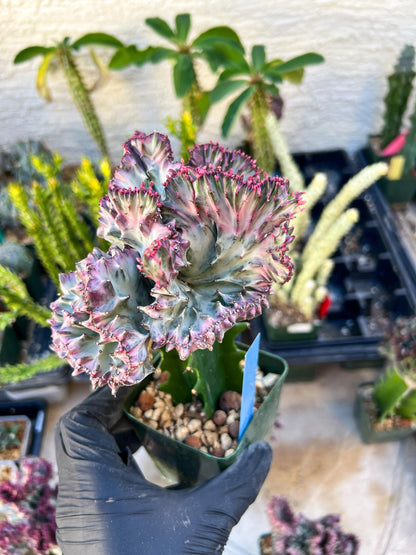 Large Lactea Crested Grafted (Blue) | You get the exact Plant!!!!