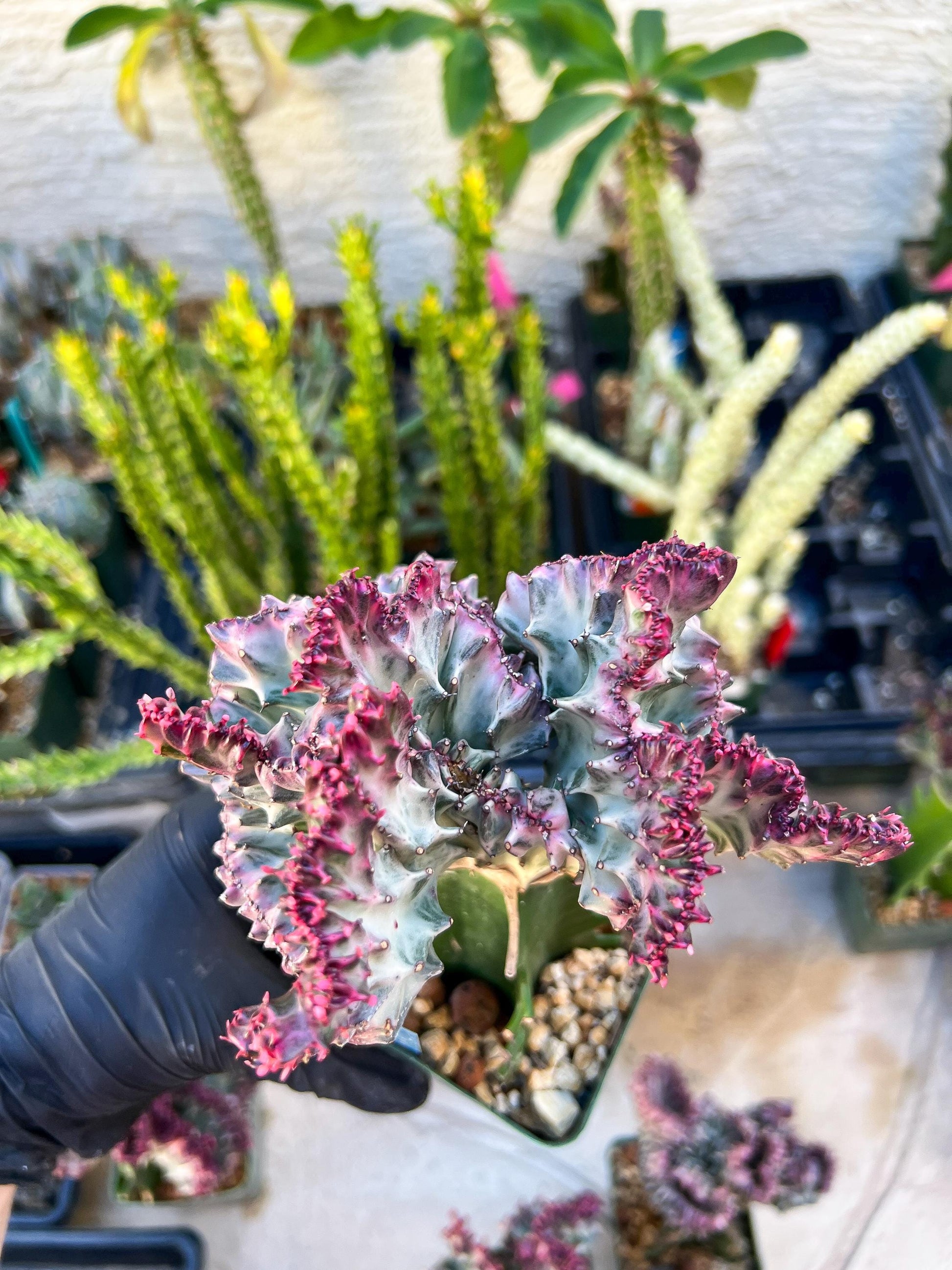 Large Lactea Crested Grafted (Blue) | You get the exact Plant!!!!