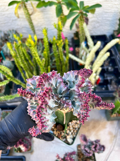 Large Lactea Crested Grafted (Blue) | You get the exact Plant!!!!