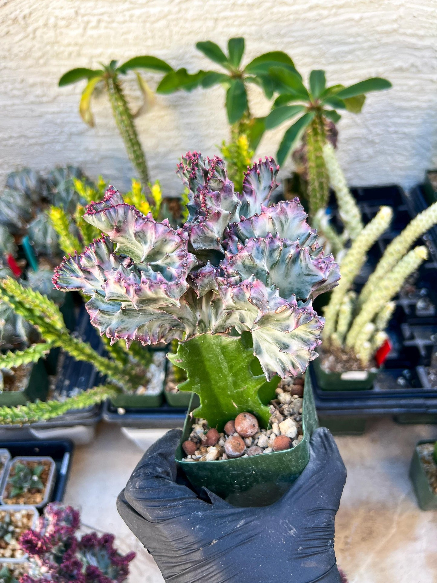 Large Lactea Crested Grafted (Blue) | You get the exact Plant!!!!