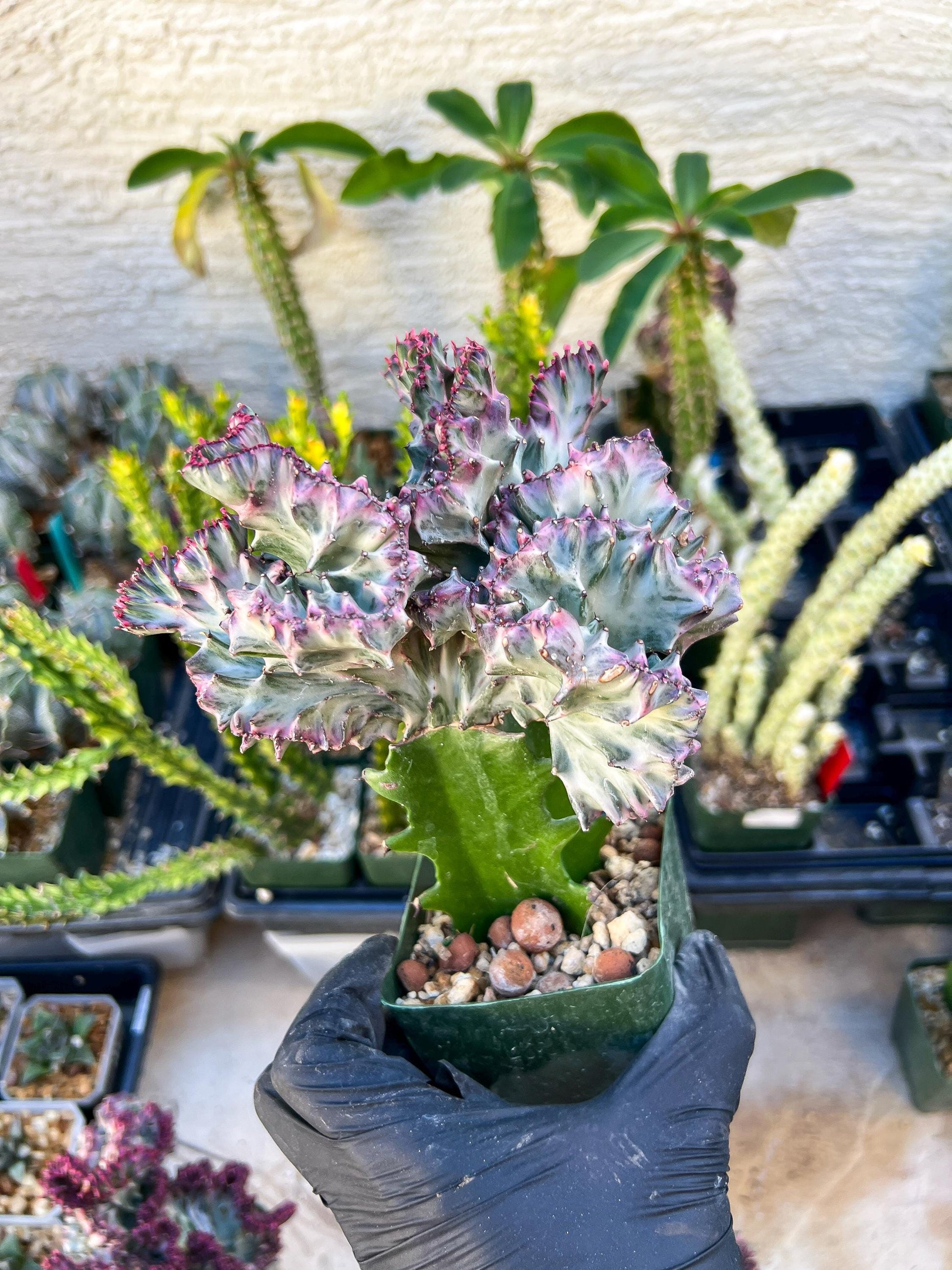 Large Lactea Crested Grafted (Blue) | You get the exact Plant!!!!
