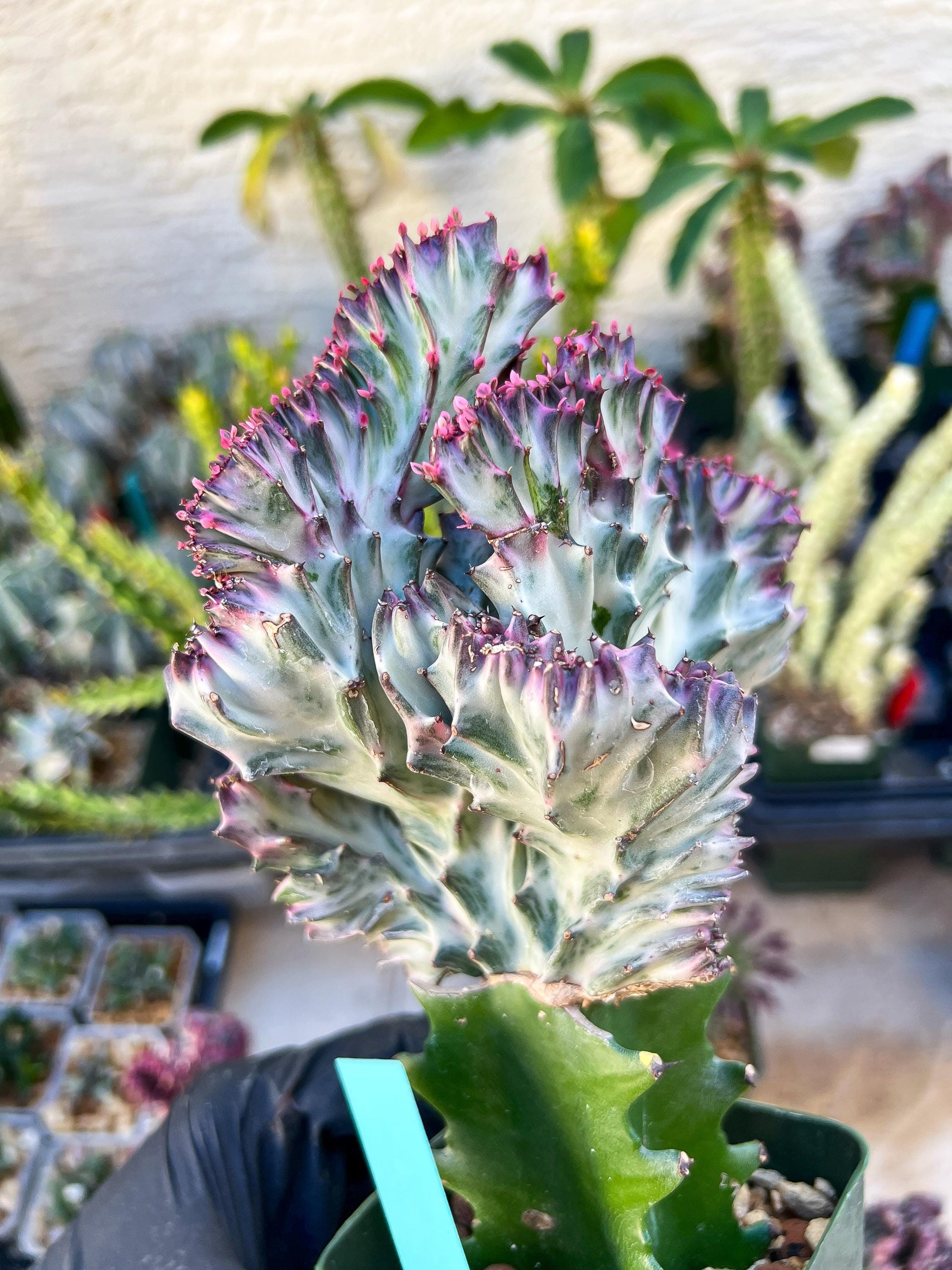 Large Lactea Crested Grafted (Green) | You get the exact Plant!!!!
