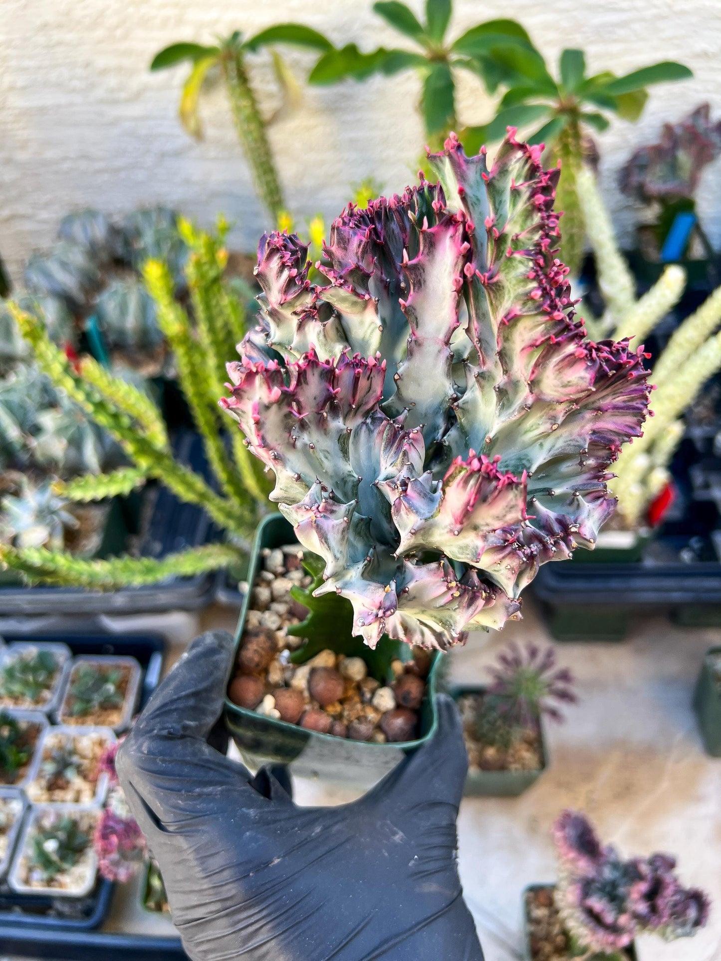 Large Lactea Crested Grafted (Green) | You get the exact Plant!!!!