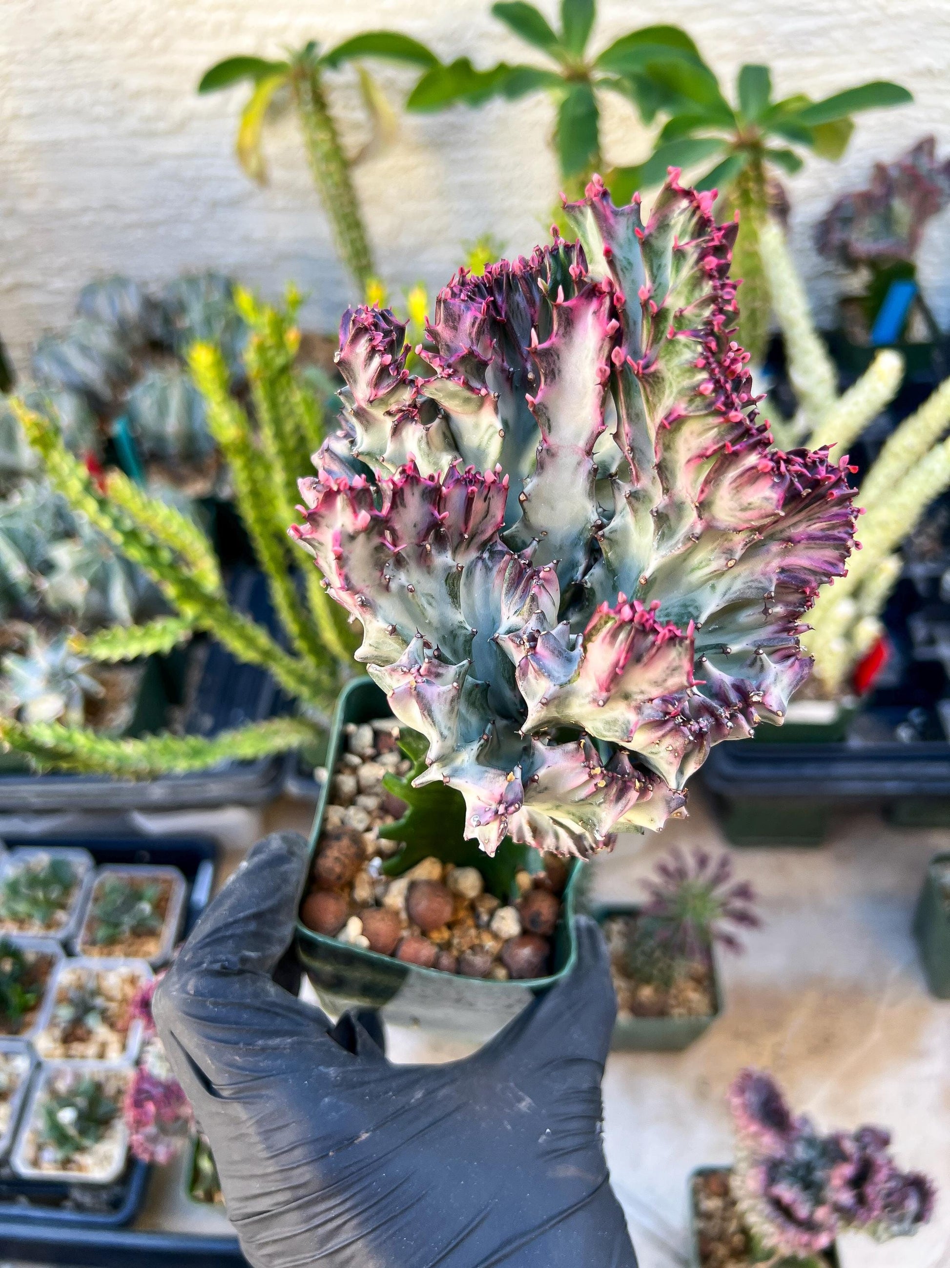 Large Lactea Crested Grafted (Green) | You get the exact Plant!!!!