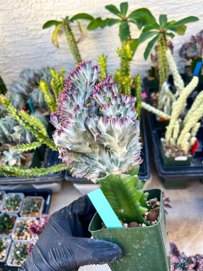 Large Lactea Crested Grafted (Green) | You get the exact Plant!!!!