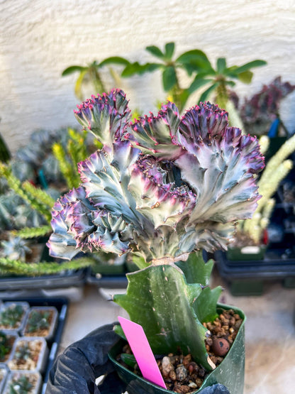 Euphorb Lactea Cristata (Pink) | Imported Cactus