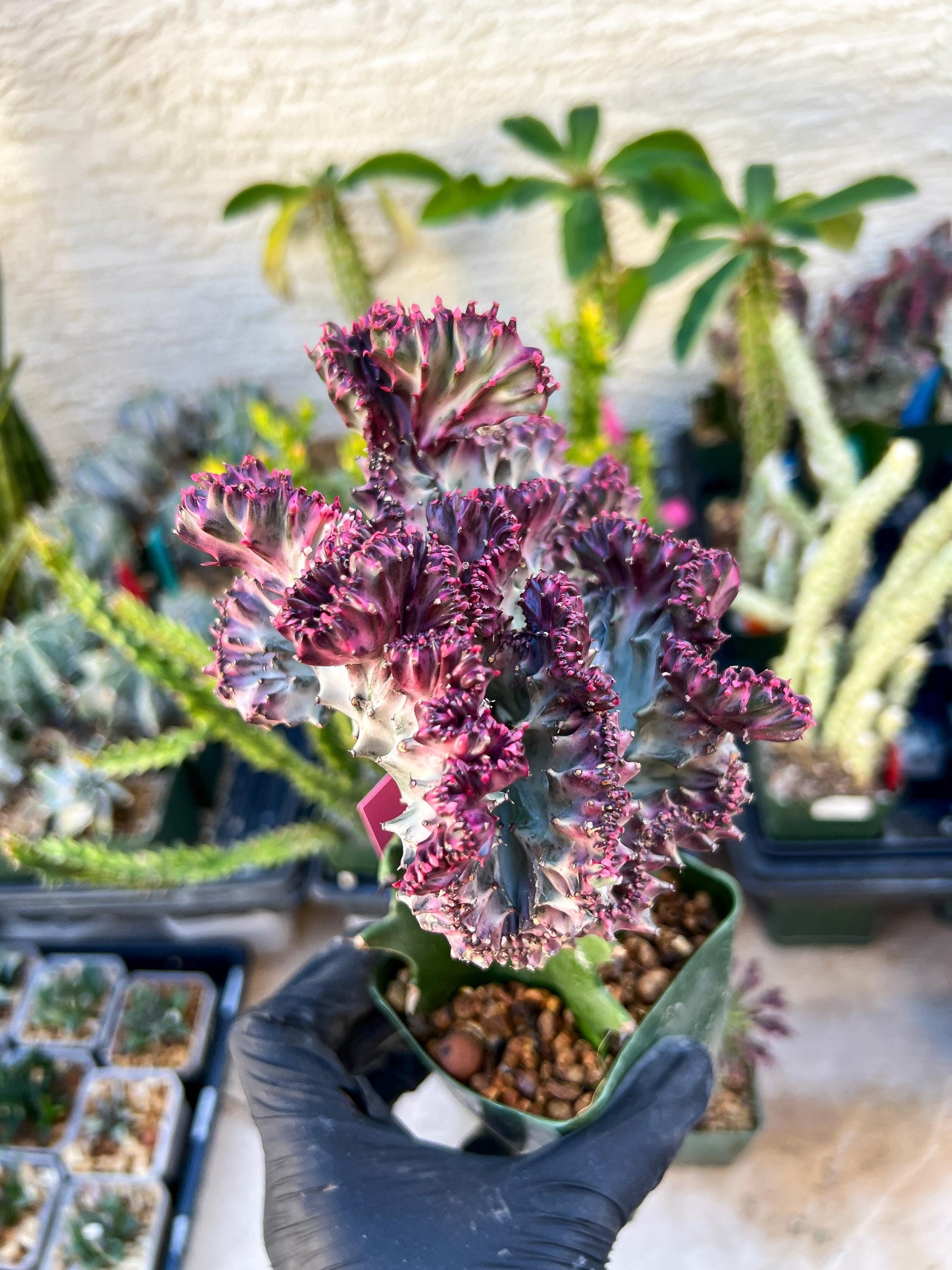 Euphorb Lactea Cristata (Pink) | Imported Cactus